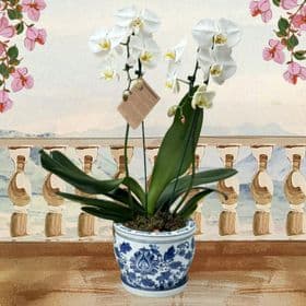 Orquídea & Vaso de Porcelana 