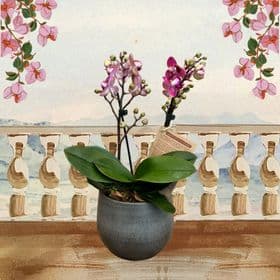 thumb-mini-orquidea-cachepo-cinza-0