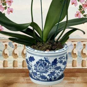 thumb-orquidea-vaso-de-porcelana-0