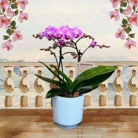 thumb-mini-orquidea-cachepo-branco-0