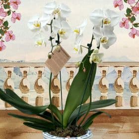 thumb-orquidea-vaso-de-porcelana-1