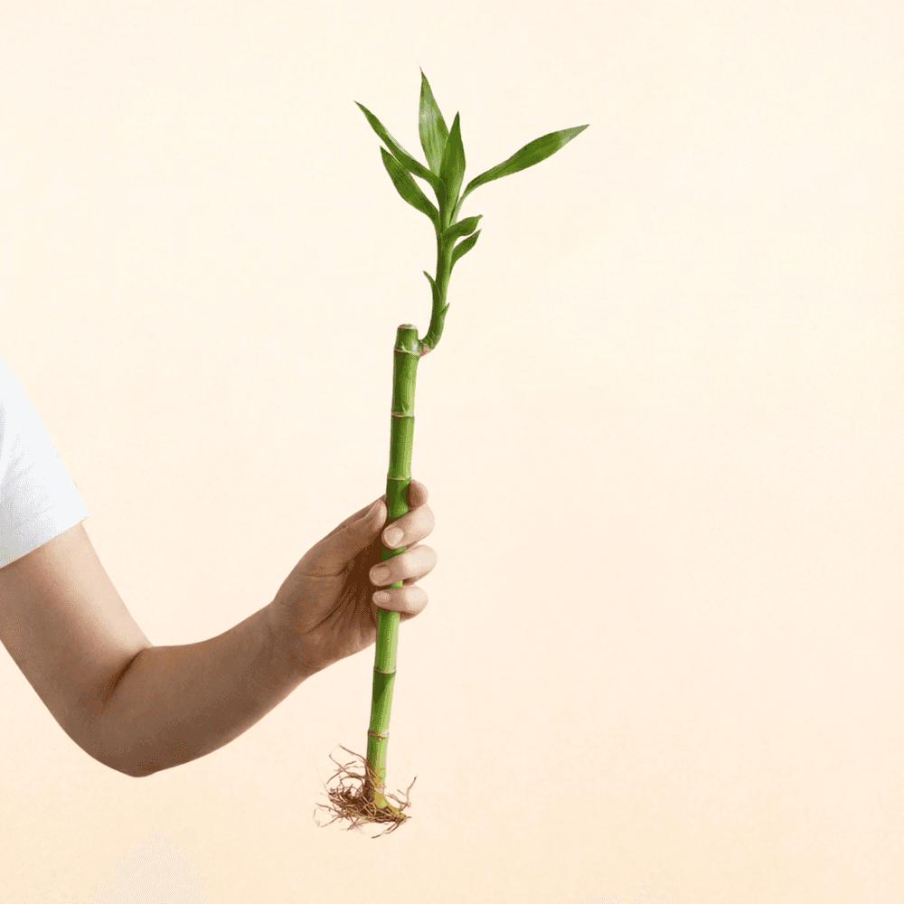 thumb-lucky-bamboo-40cm-0