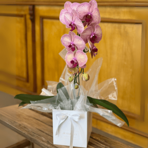 Orquídea Rosa (1 Haste)